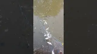 Choti katla machali