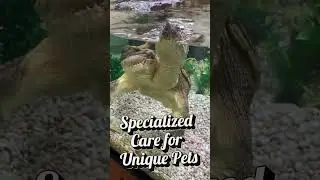 Winterizing Your Reptile's Home