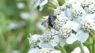 Black Hoverfly - Syrphidae - I do not know what type of hoverfly - Sv&ouml;rt sveiffluga