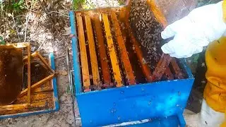 QUAL O TEMPO CERTO DE TROCAR A RAINHA VELHA DA COLMÉIA | i killed the queen to save the hive