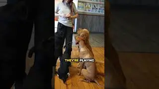 ⚡️🐶🛑 &iexcl;Ens&eacute;&ntilde;ale a tu perro a controlar sus impulsos! &iexcl;Truco perfecto para que se concentre! 🎯🐕🤫 #a...