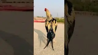#cuckoo #kanutour #bollywood