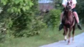 speed racking horse for sale