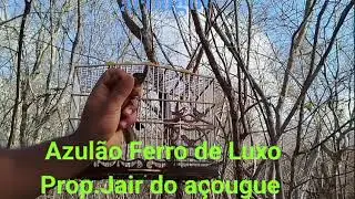 Campeada de Azul&atilde;o pegada livre #viral #viralvideo #video #azul #shortvideo #shorts #short #show 