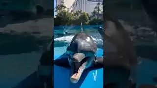 Dolphin smile