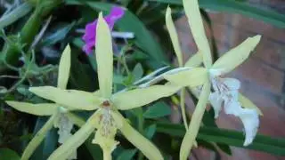 YA LLEGO LA PRIMAVERA   THE SACADOS