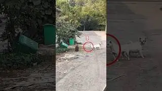 Chinese Guy&rsquo;s Sound Prank On Dogs Is Pure Comedy!!! 😂🐶