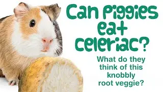 Can GUINEA PIGS eat CELERIAC? | Safe Veggies | Celeriac vs Carrot & Celery | Guinea Pig Food