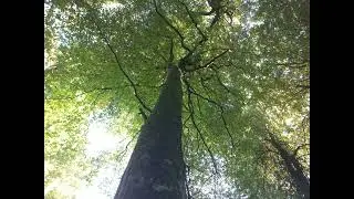 Voyage Au Cœur de L'Essence Ciel