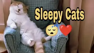 Cats Sleeping in the Cutest Ways Ever 😴 | Wholesome Compilation