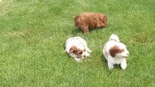 Cavapoo Puppies For Sale
