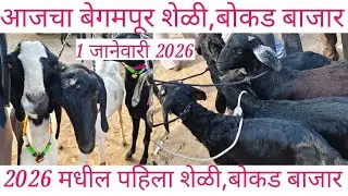 🛑 आजचा बेगमपूर शेळी बोकड बाजार 1 जानेवारी 2026 🛑