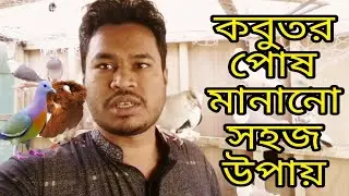 কবুতর পোষ মানানোর সহজ উপায় Easy way to pet pigeons