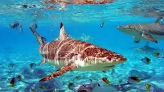 Shark Dive in the Red Sea    #sharks #sharkdive #diving #divingwithsharks