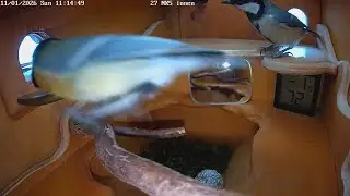 Kohlmeisen P&auml;rchen im NK 5 😍 (11.01.2026) 