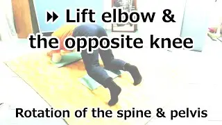 ⏩ Lift elbow and the contralateral knee on all 4
