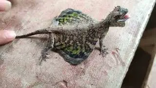 Flying lizard gamot sa hika or asthma or hubak dapat alam mo ito #herbalmedicines #herbal #lizards