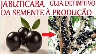 Especial Jabuticaba da Semente à Produção em 2 anos! (guia definitivo)