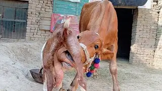 Calf Loves Goat Milk More Than Cow | Must Watch ! | Nikka haji