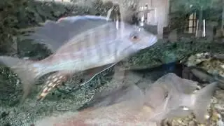 MALAWI CICHLIDS|Taeniolethrinops furcicauda| Sand siphon cichlids| CICLIDI DEL LAGO MALAWI| Aquarium