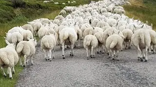 Traffic Jam ... Scotland Style! 😁🐑