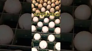 turkey hatching eggs @ date of hatching 6.3.2025 available turkey chicks #poultry #turkey #chicks