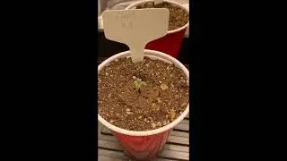 Grow Diary 1 - Slapz & Mr. Nasty (Part 1)