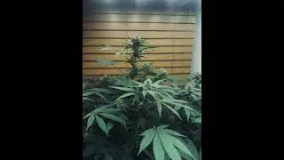 Dante&rsquo;s Inferno cannabis strain, final stretch