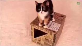 Cats can't jump Compilation
