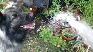 Aklip watergeven