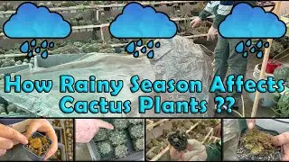 How Rainy Season Affects Cactus Plants | Monsoon Cactus Care Tips