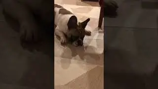 CLICK BEETLE & FRENCH BULLDOG. French Bulldog Puzzled by Click Beetle & Plays With it. So Cute