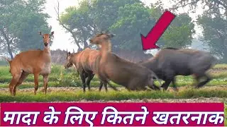 How the Nilgai search partners for milan