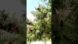 #Сумах оленерогий, #уксусное #дерево #Rhus #typhina