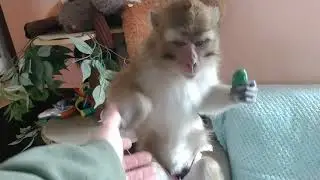 Java Macaque Heaven