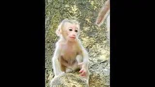 Looking forward beautiful baby Jenifer see Mom back ❤️ #monkey #cute #animals #funny #unitedkingdom