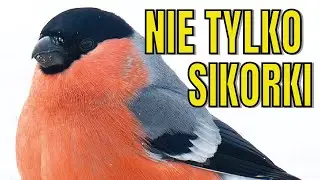 Zimowy karmnik &ndash; 5 małych ptak&oacute;w, kt&oacute;re widzisz zimą w Polsce