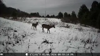 Trail Camera video