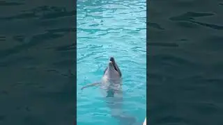 Dolphin Show in Belek    