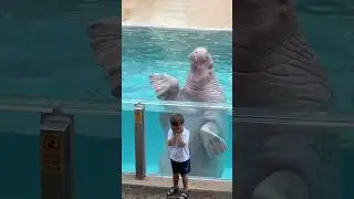 So cute | Splashing Walrus