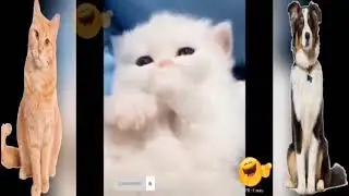 ctue dogs and cats /funny/Ep07_TPR Funny