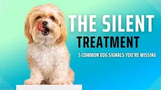 The Silent Treatment: 5 Dog Signals You're Probably Missing