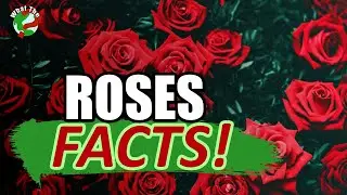 Interesting Facts About Roses! 🌹 - WhatTheWorld? 🌎