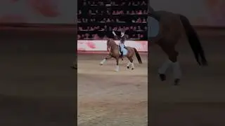 Just for fun 🤩 #edit #fyp #animals #horse #equine #sports #dressage #viral #equestrian #music