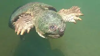 Friendly encounter with Common Snapping Turtle