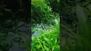 #freefire #nature #bokacomedy #youtube #trending #fish #viral #fishing #youtubemusic #vlog #music