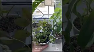 Традесканция. Tradescantia #shorts