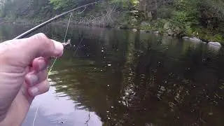 Hendrickson hatch on the Farmington river CT