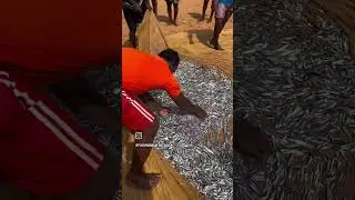 அறுள் குஞ்சி மூன்.. 🦈🦈😯 #pushpavanam #fishing #tamil