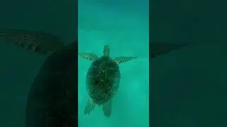 Turtle bay #travel #dubai #lovetravel #thailand #sea #uk #spain #love #life